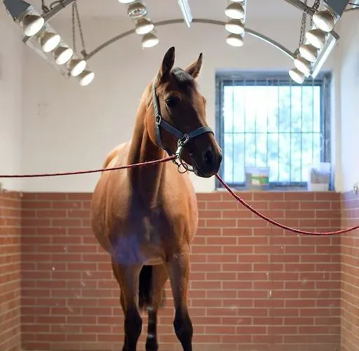 Apart-hotel Stajnia Gostar 3*